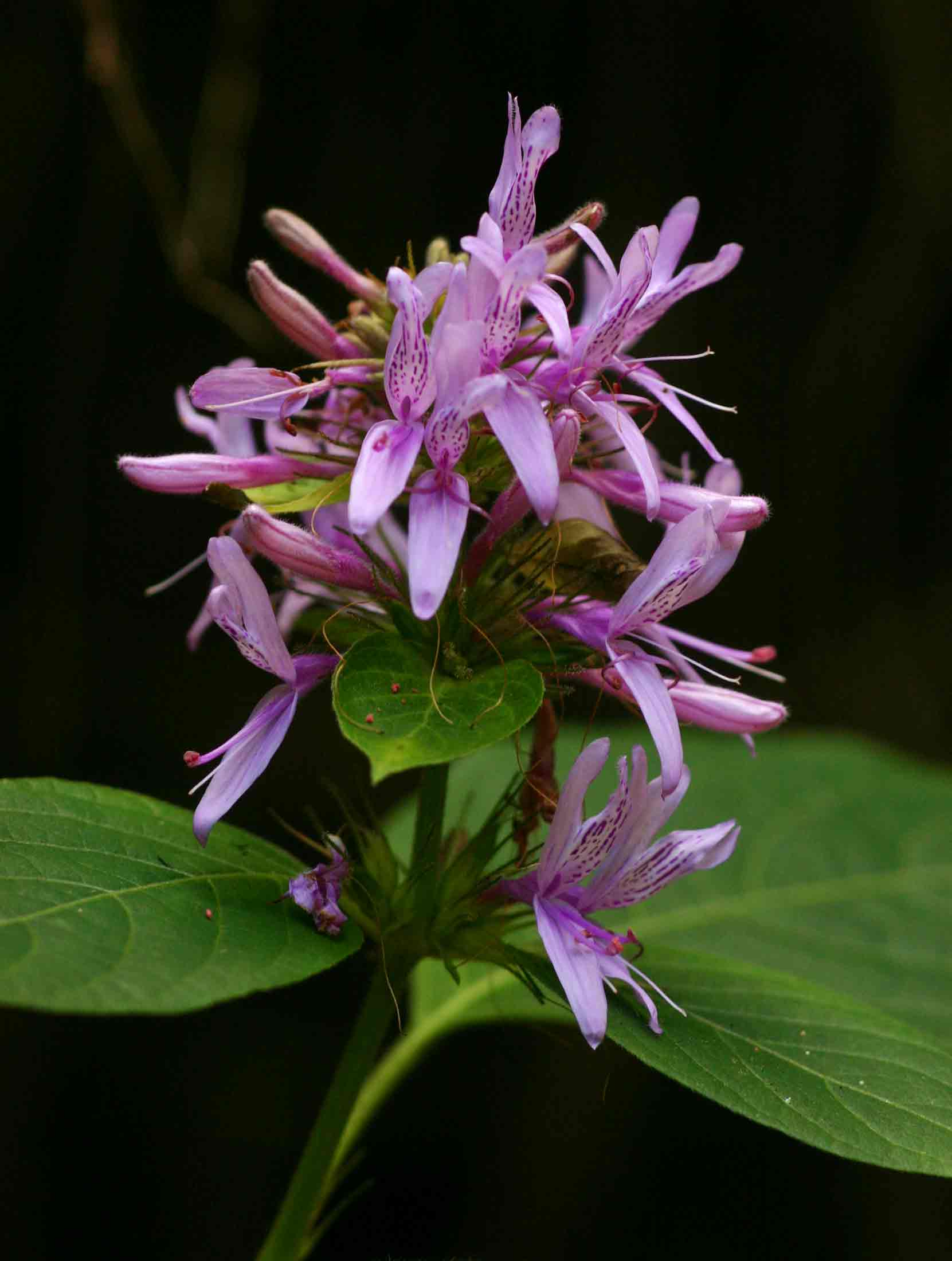 Hypoestes aristata