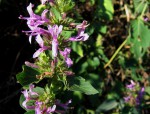Hypoestes aristata