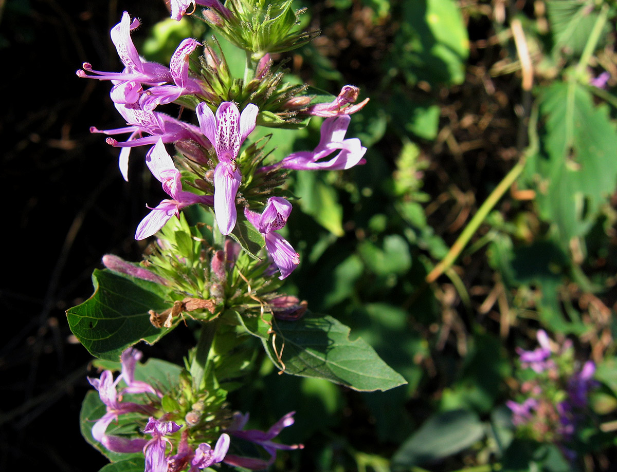 Hypoestes aristata
