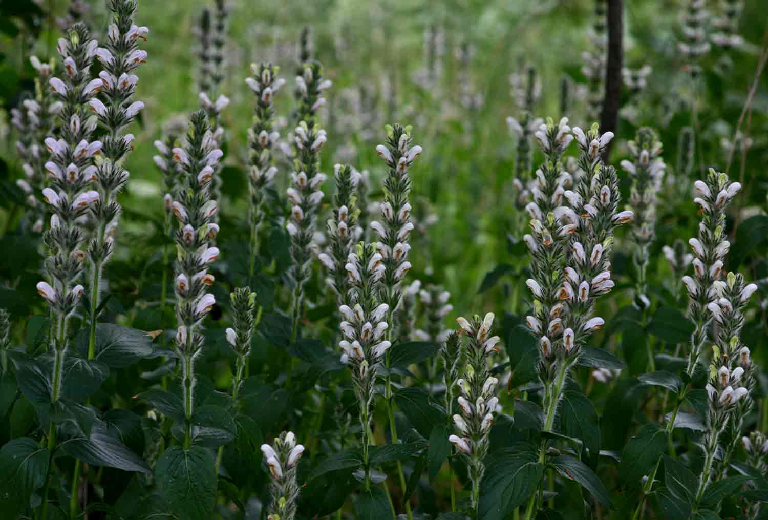 Isoglossa eylesii