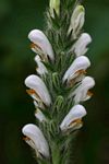 Isoglossa eylesii