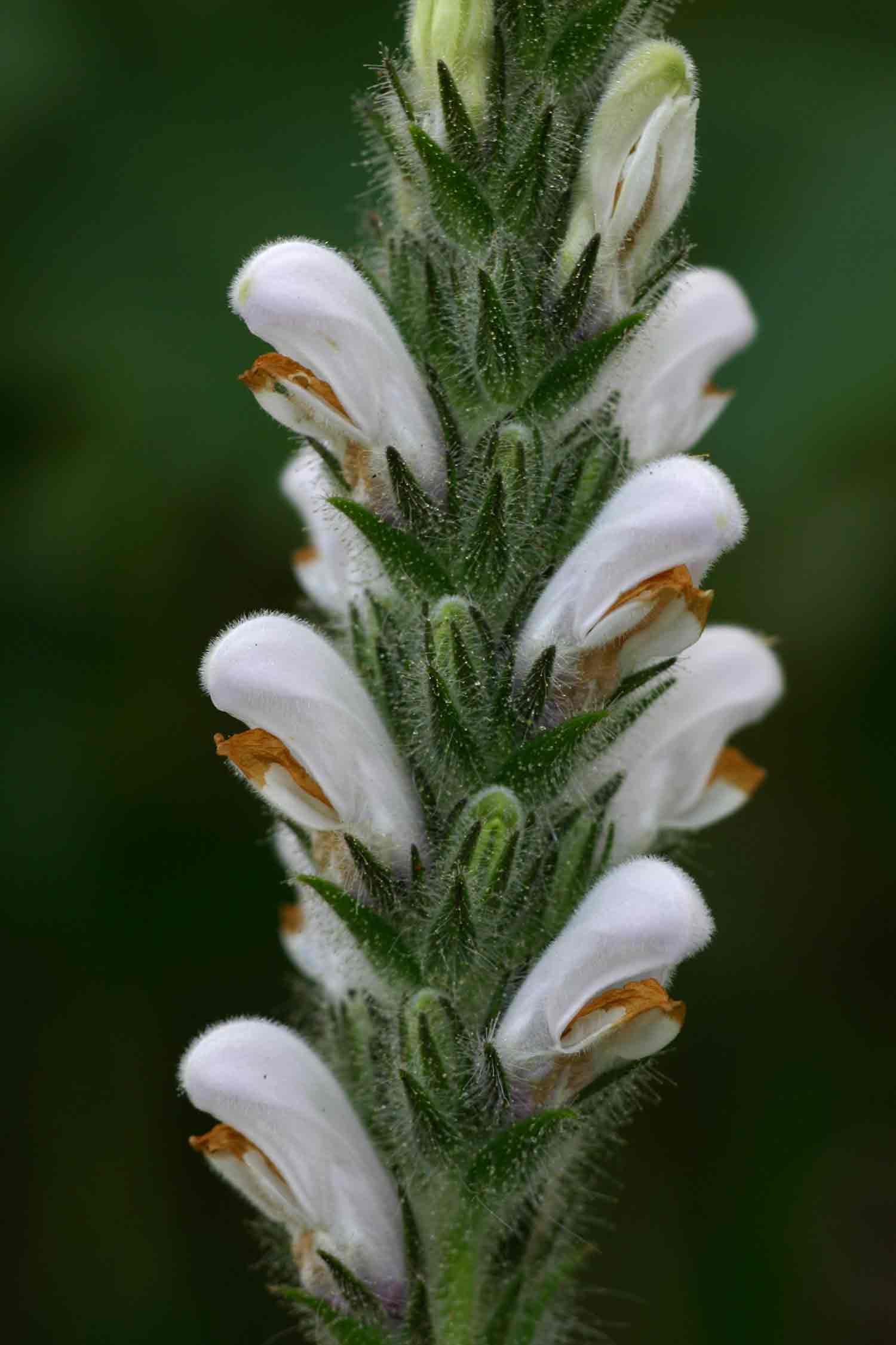 Isoglossa eylesii Isoglossa eylesii