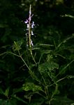 Brachystephanus africanus var. africanus