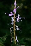 Brachystephanus africanus var. africanus