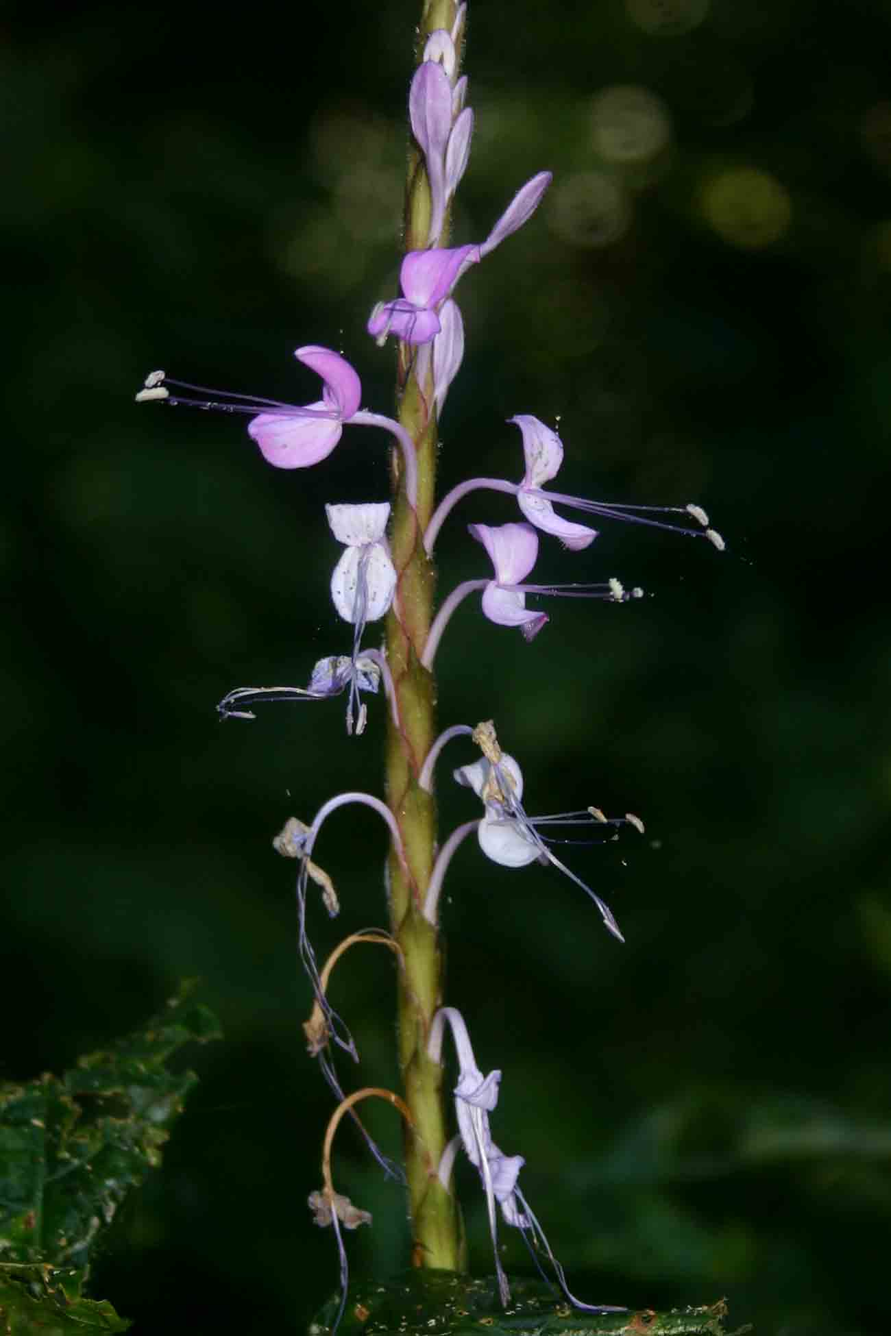 Brachystephanus africanus var. africanus