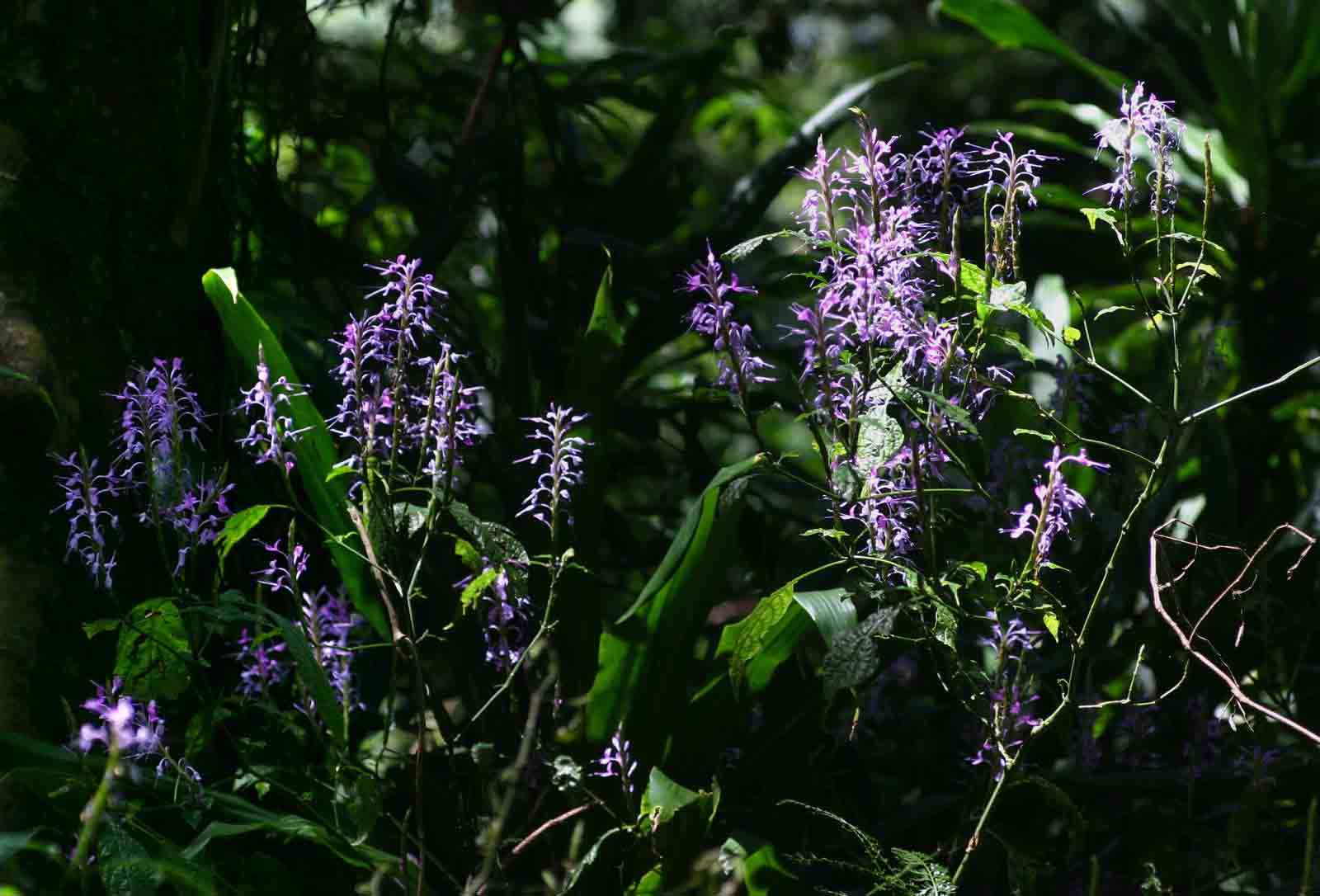 Brachystephanus africanus var. africanus