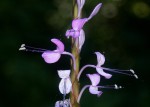 Brachystephanus africanus var. africanus