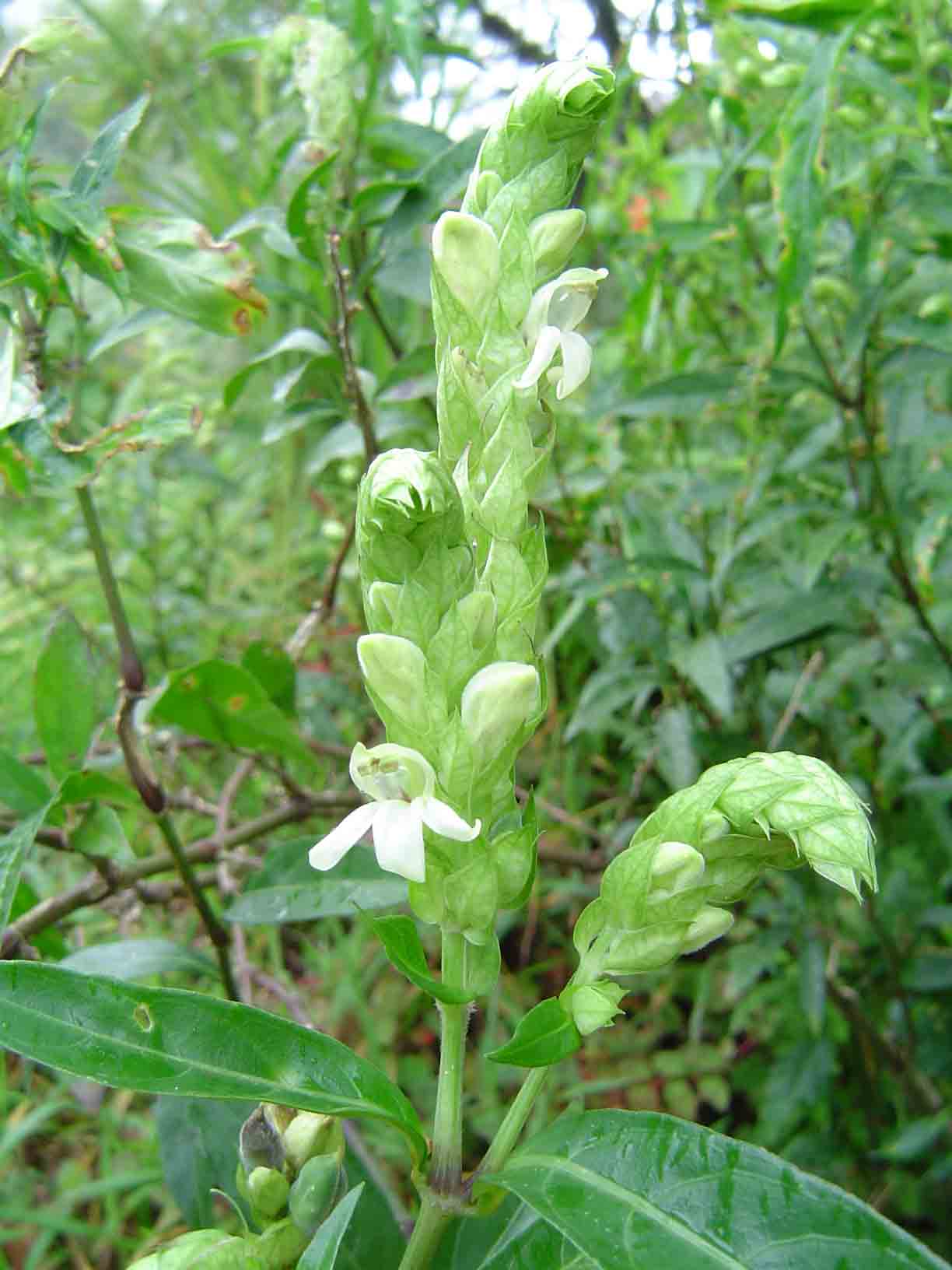 Justicia betonica Justicia betonica
