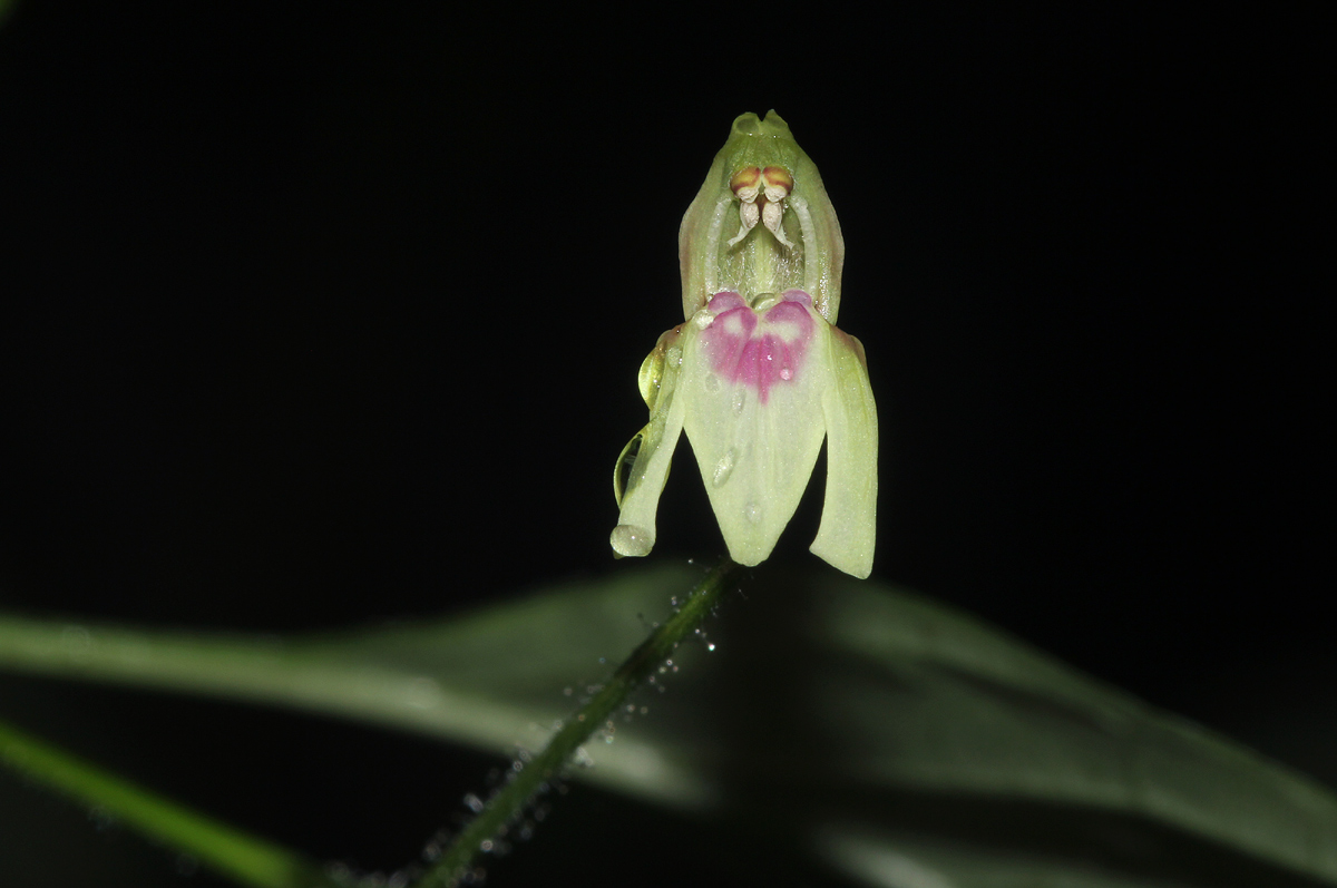Justicia scandens Justicia scandens