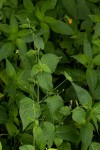 Justicia scandens