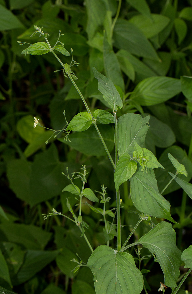 Justicia scandens