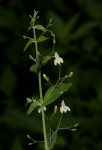 Justicia scandens