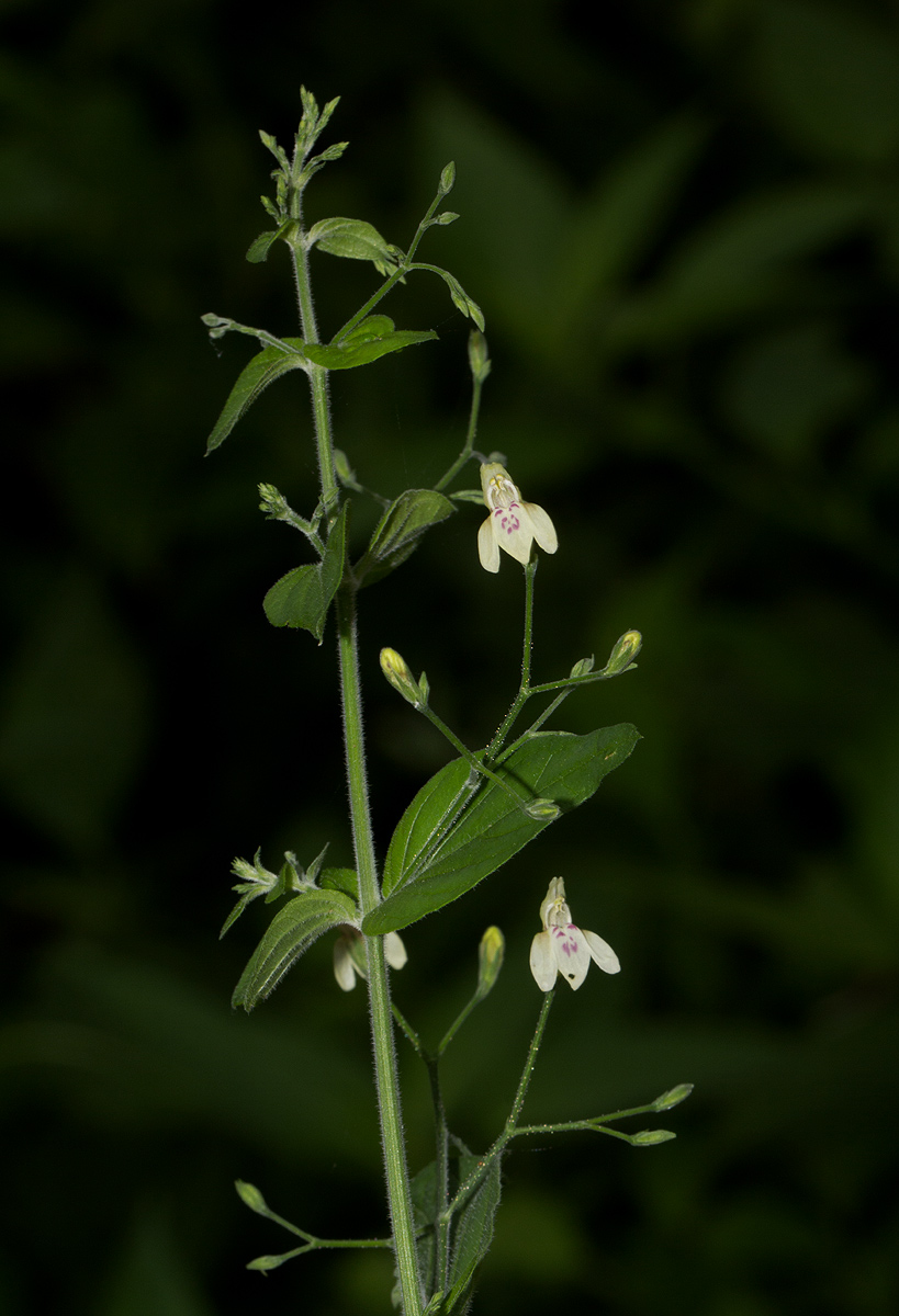 Justicia scandens