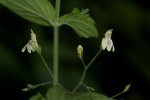 Justicia scandens