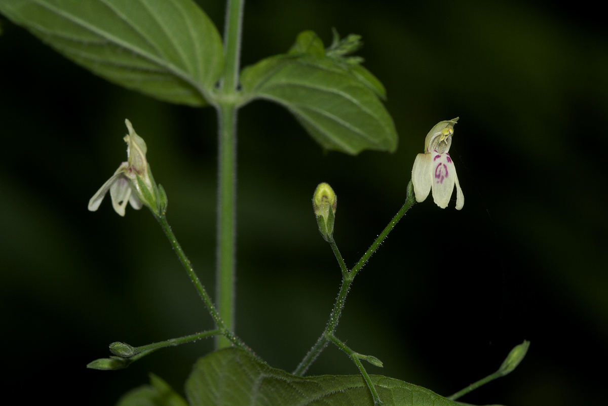 Justicia scandens Justicia scandens