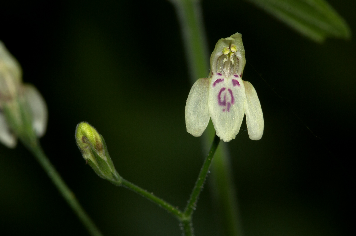 Justicia scandens Justicia scandens