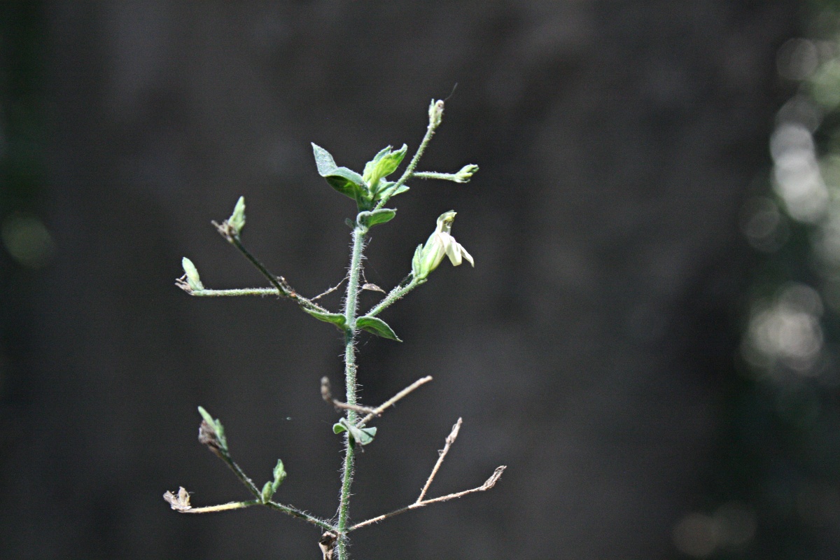 Justicia scandens