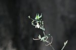 Justicia scandens