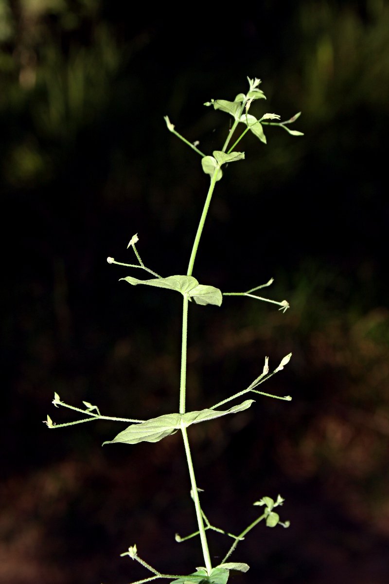 Justicia scandens