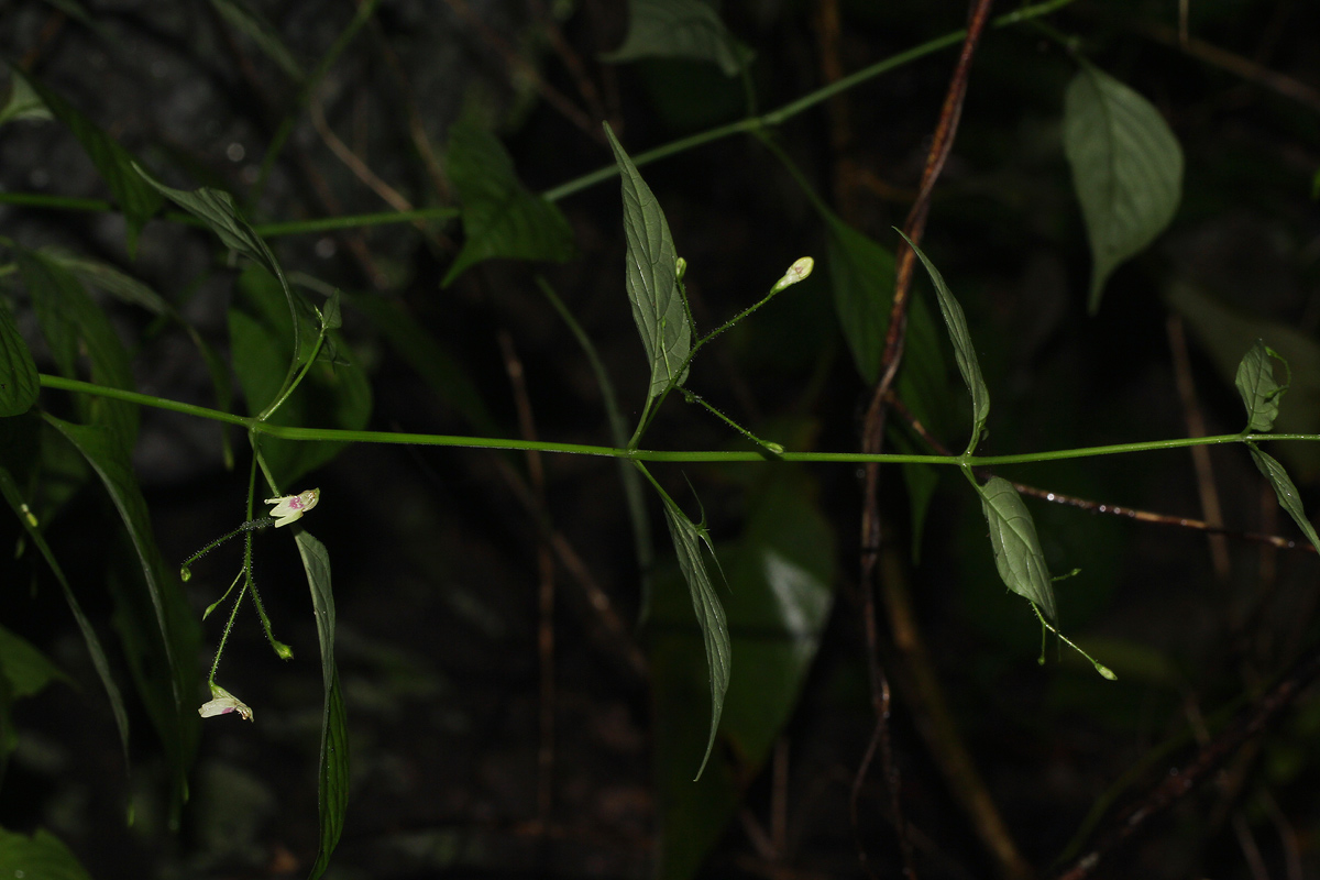 Justicia scandens Justicia scandens