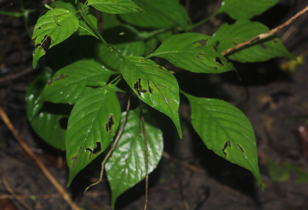 Justicia scandens