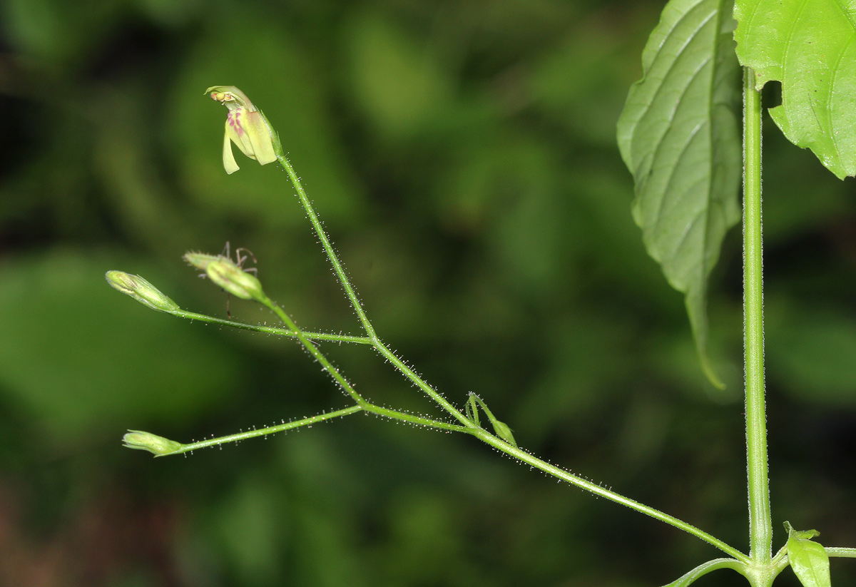Justicia scandens Justicia scandens