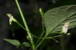 Justicia scandens