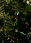 Justicia striata