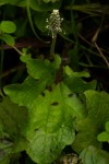 Plantago palmata