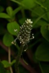 Plantago palmata