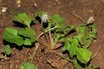 Plantago palmata
