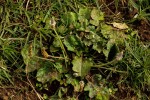 Plantago palmata