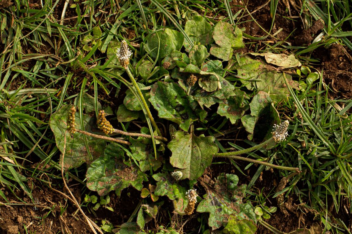 Plantago palmata