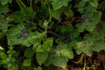 Plantago palmata