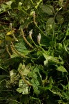 Plantago palmata