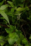 Plantago palmata