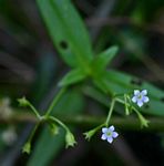Pentodon pentandrus var. pentandrus