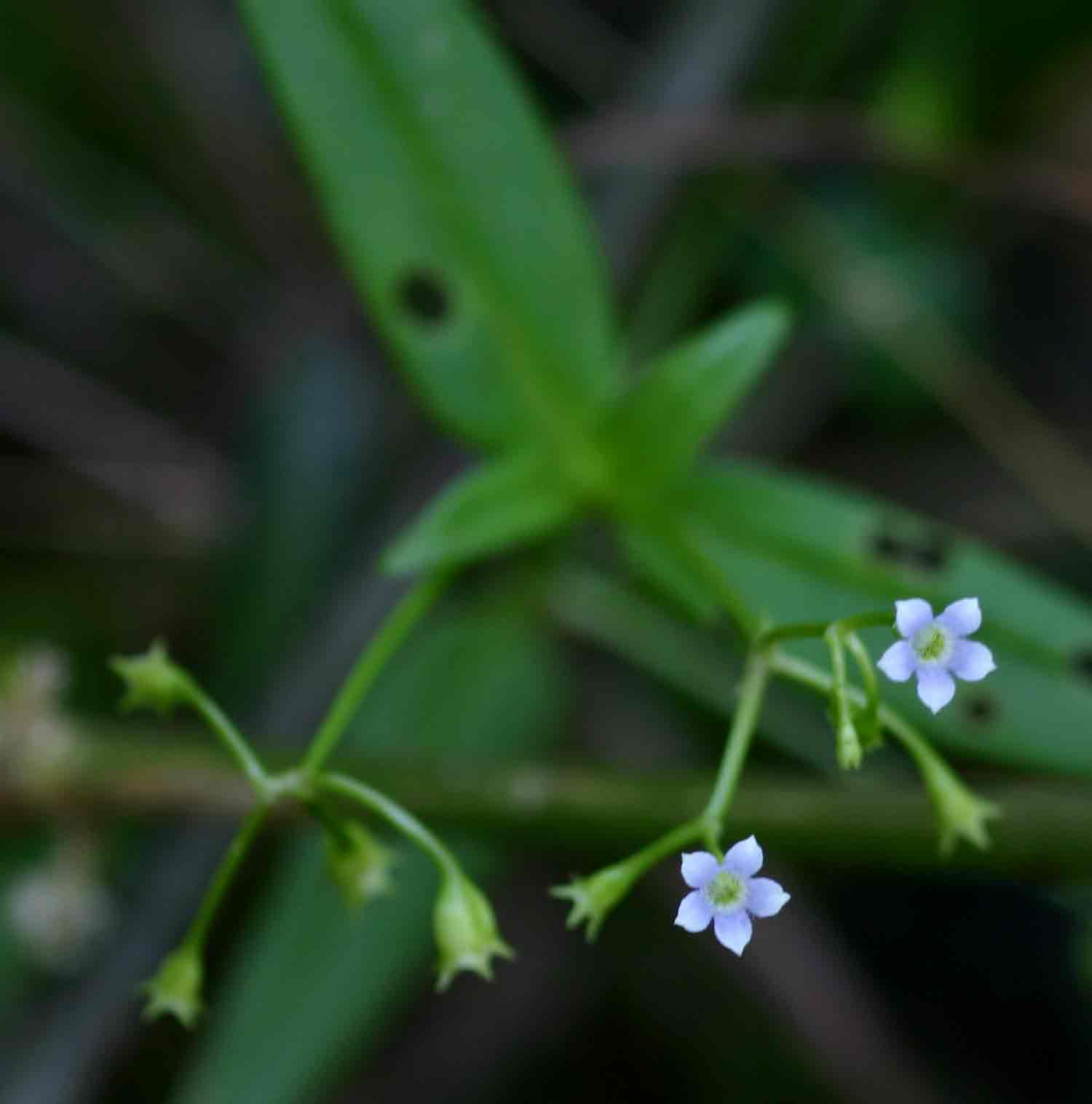 Pentodon pentandrus var. pentandrus