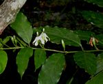 Aidia micrantha var. msonju