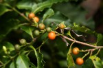 Aidia micrantha var. msonju