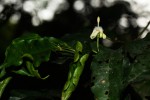Aidia micrantha var. msonju