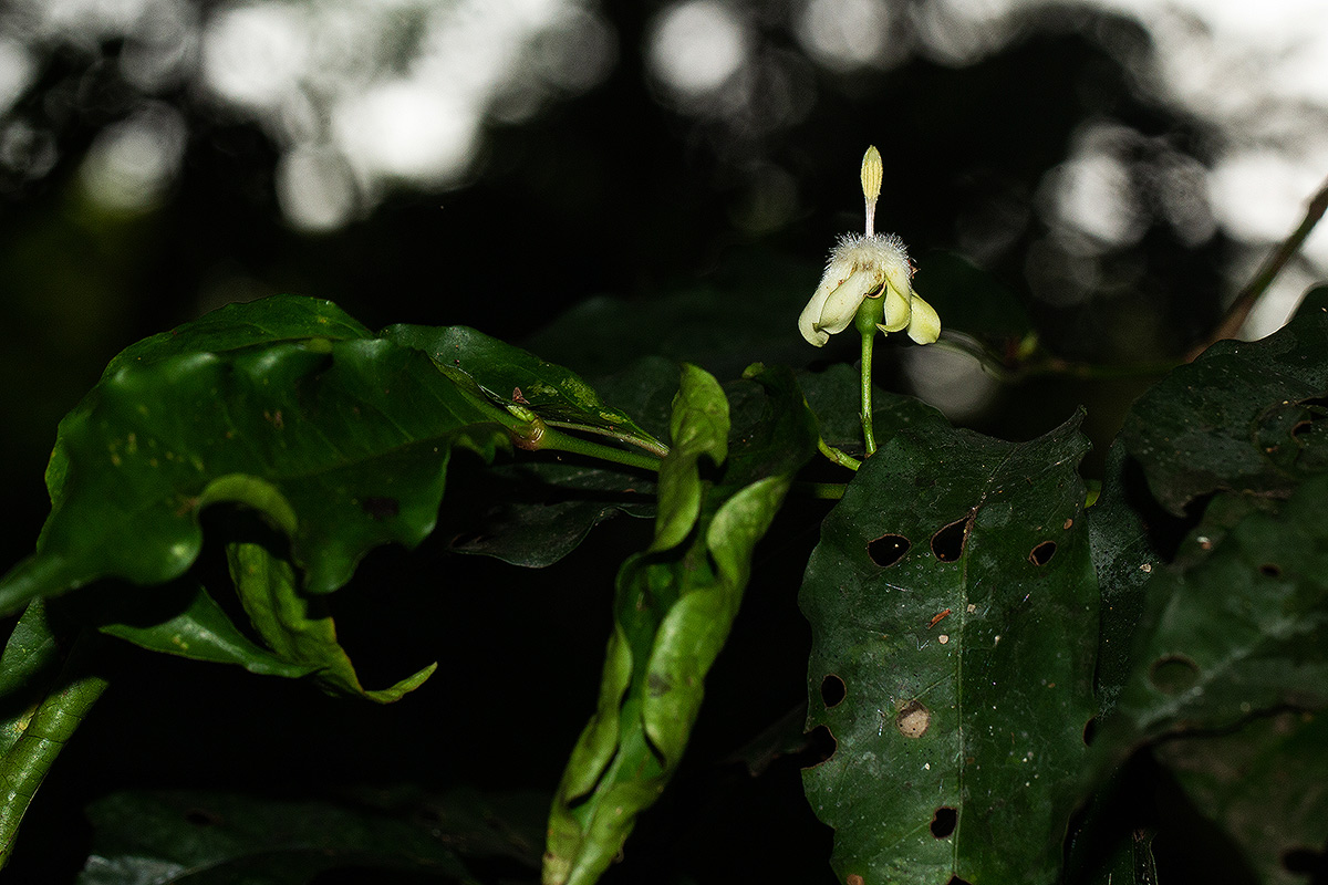 Aidia micrantha var. msonju