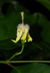 Aidia micrantha var. msonju