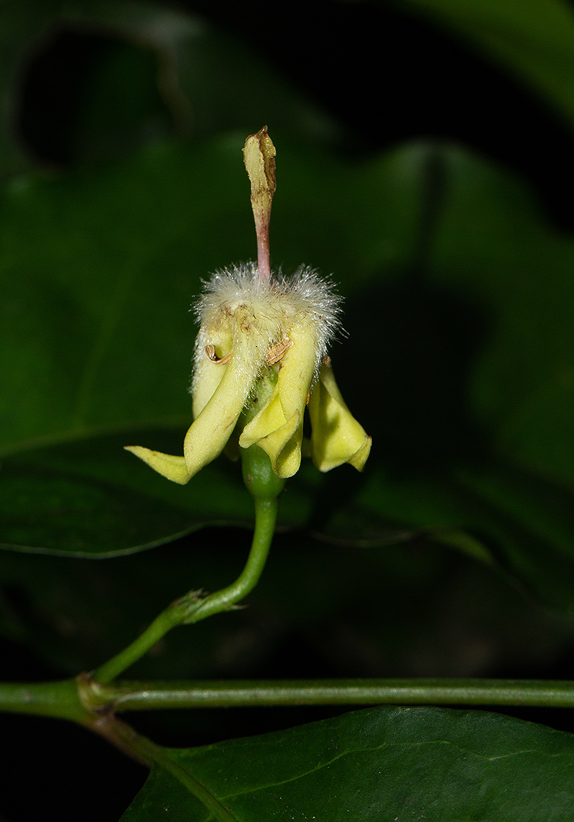 Aidia micrantha var. msonju