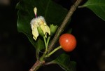 Aidia micrantha var. msonju
