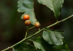 Aidia micrantha var. msonju