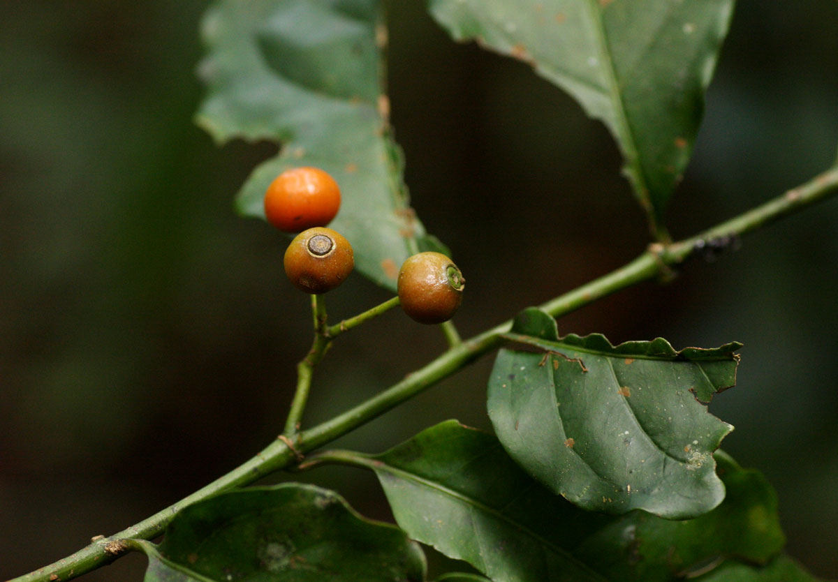 Aidia micrantha var. msonju