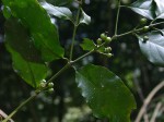 Aidia micrantha var. msonju