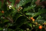 Aidia micrantha var. msonju
