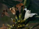 Heinsenia diervilleoides subsp. diervilleoides